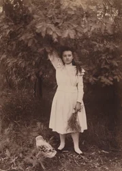 Zilveren Wattle, Acacia dealbata